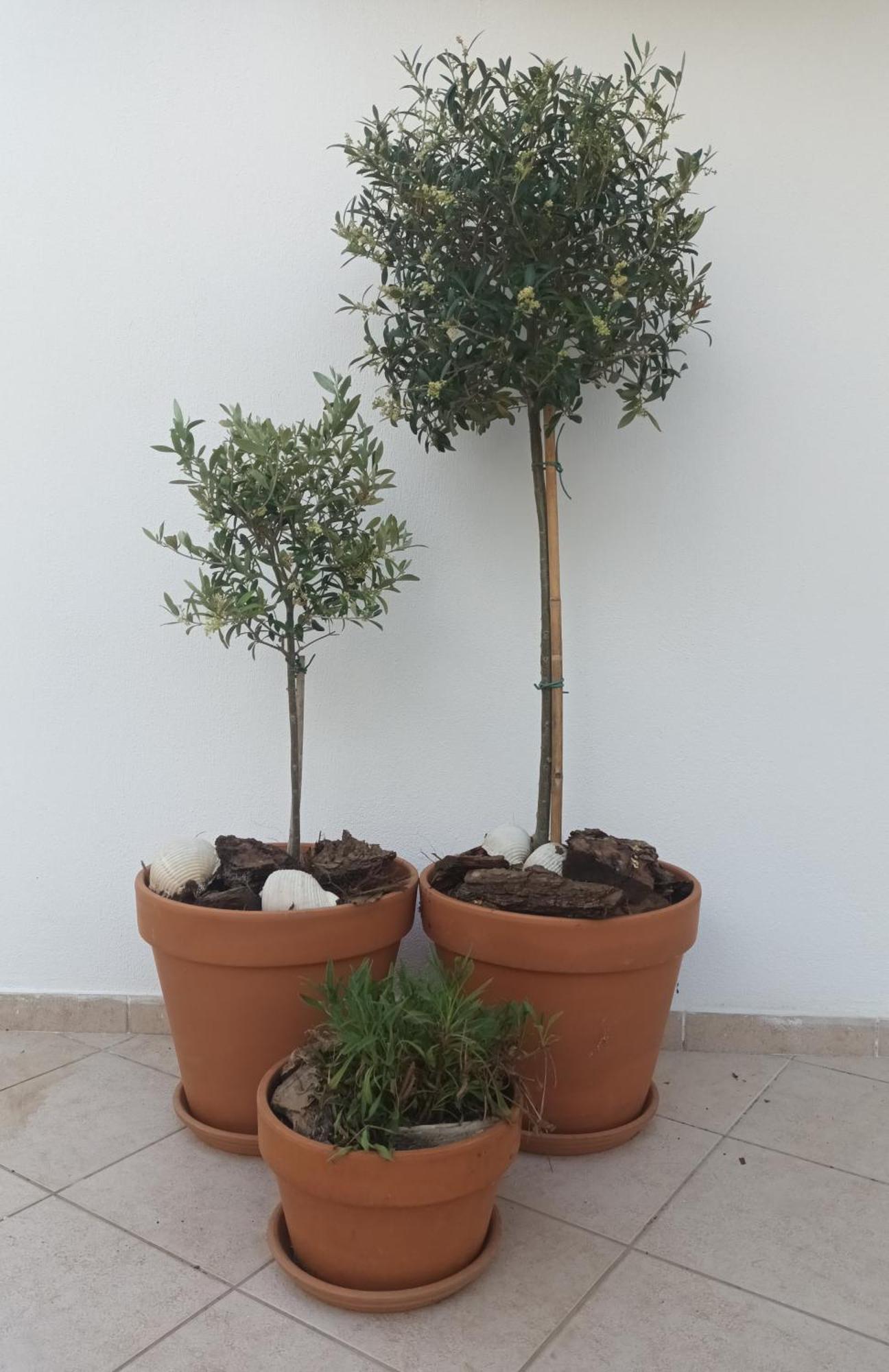 Olive Garden Villas And Apartments Chrysi Ammoudia Quarto foto